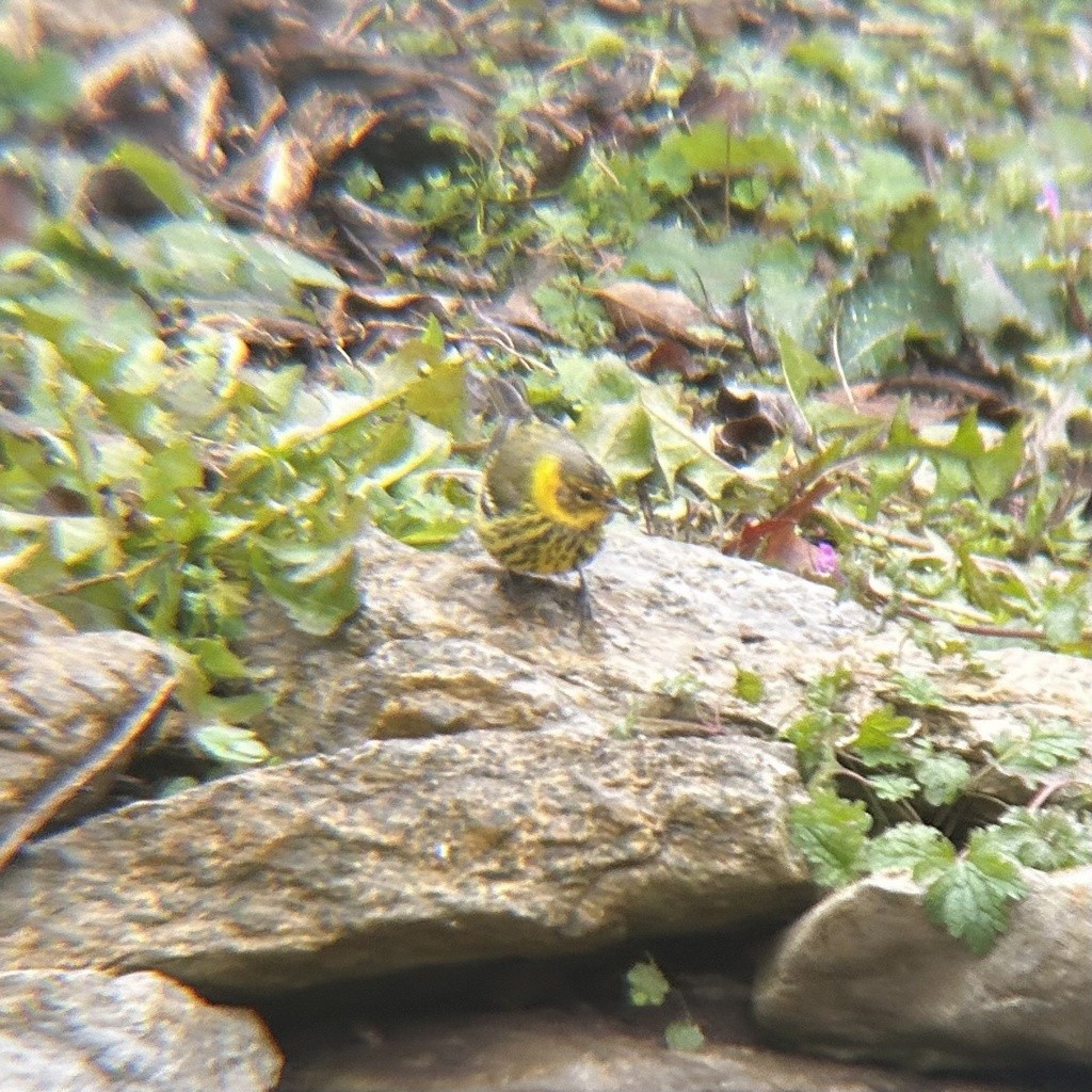 Cape May Warbler - ML642484508