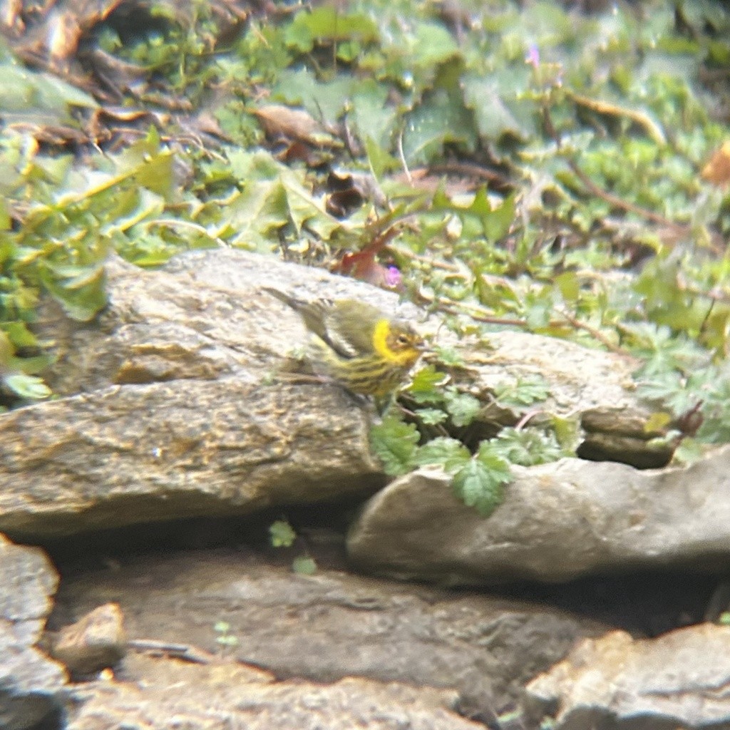 Cape May Warbler - ML642484509