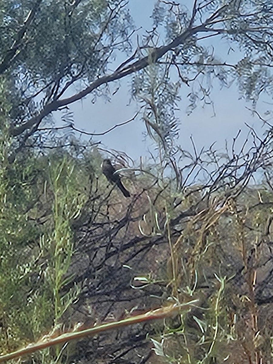 Ash-throated Flycatcher - ML642484517