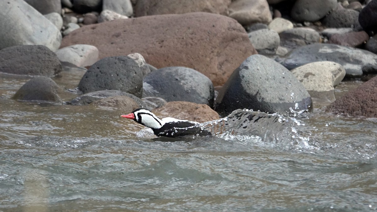 Torrent Duck - ML642484519