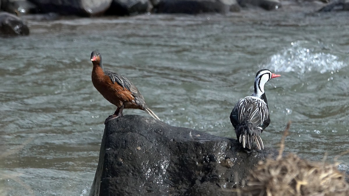 Torrent Duck - ML642484521
