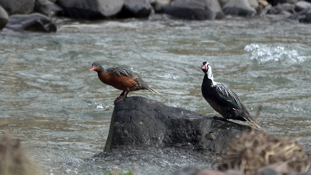 Torrent Duck - ML642484522