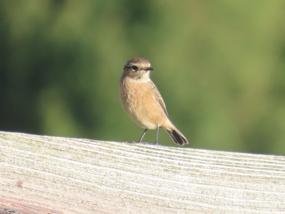 European Stonechat - ML642484532