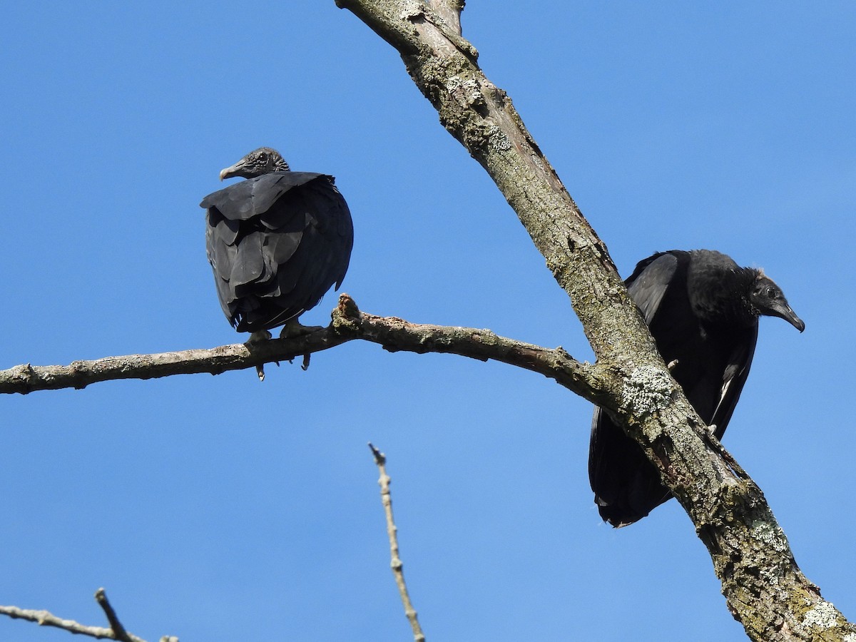 Black Vulture - ML642484539