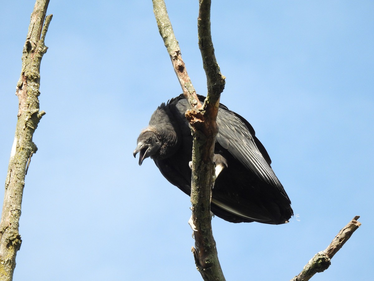 Black Vulture - ML642484540