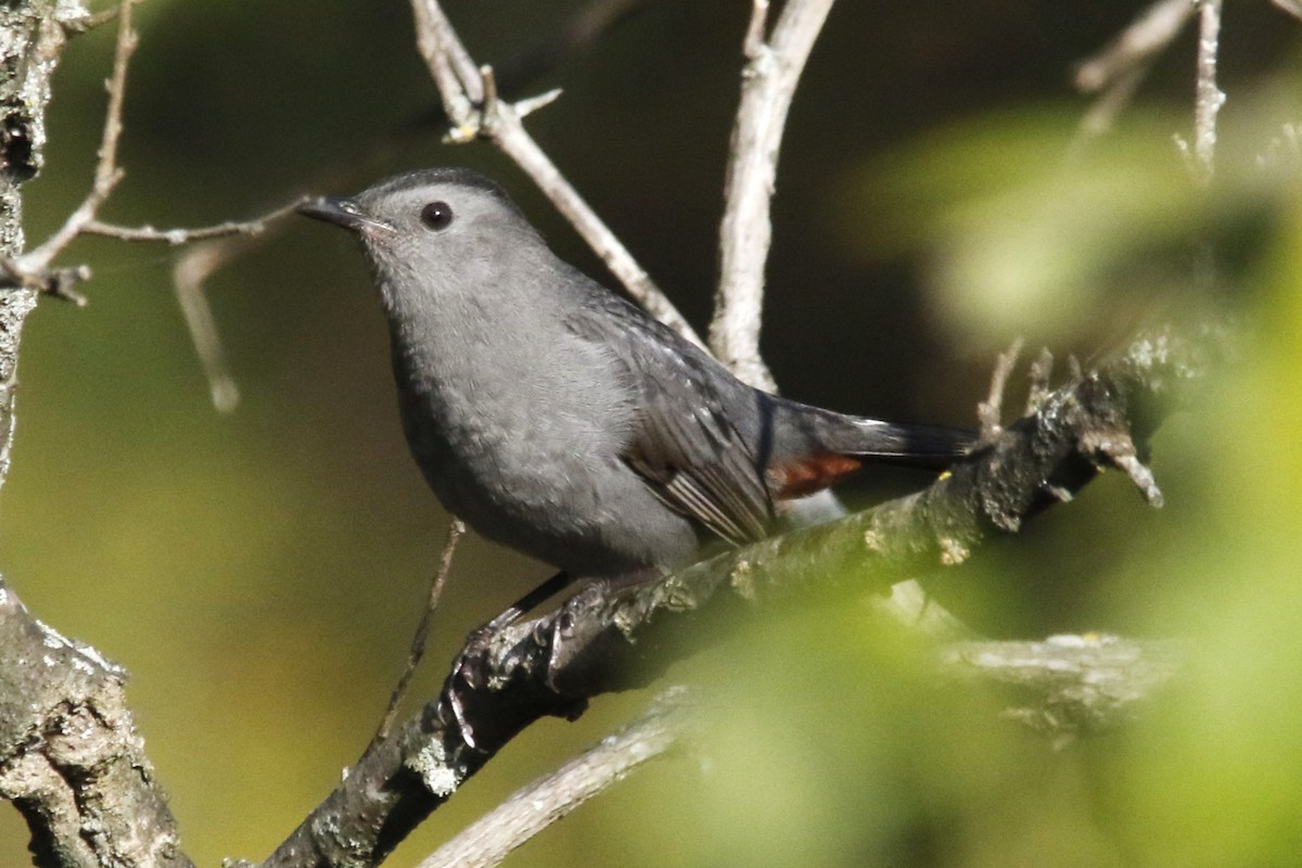 kattespottefugl - ML642484543