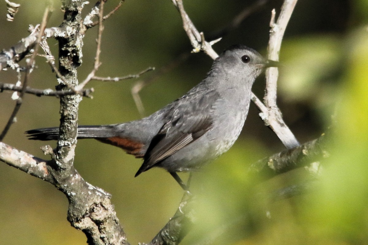 kattespottefugl - ML642484544