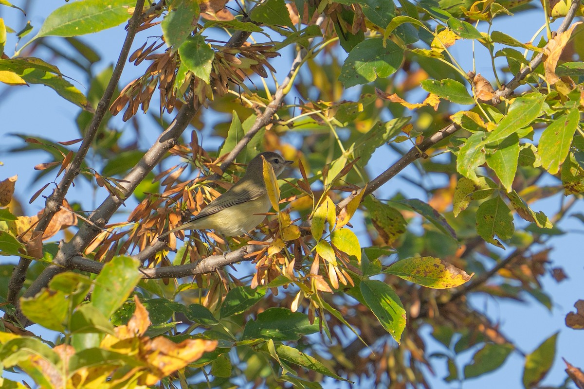 Eastern Warbling Vireo - ML642484564