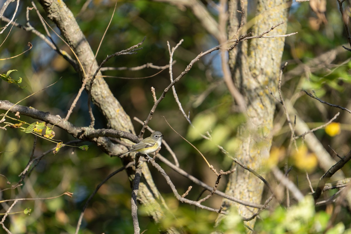 Blue-headed Vireo - ML642484566