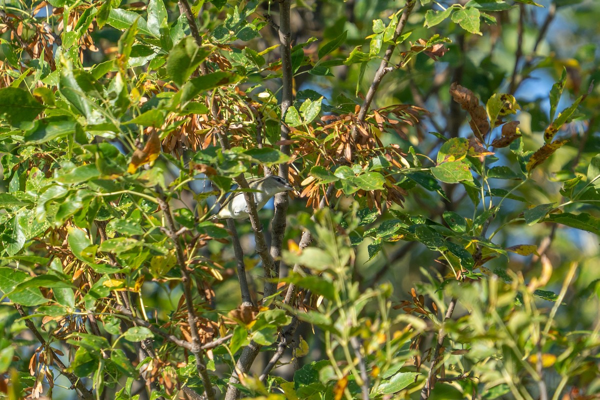 Red-eyed Vireo - ML642484568