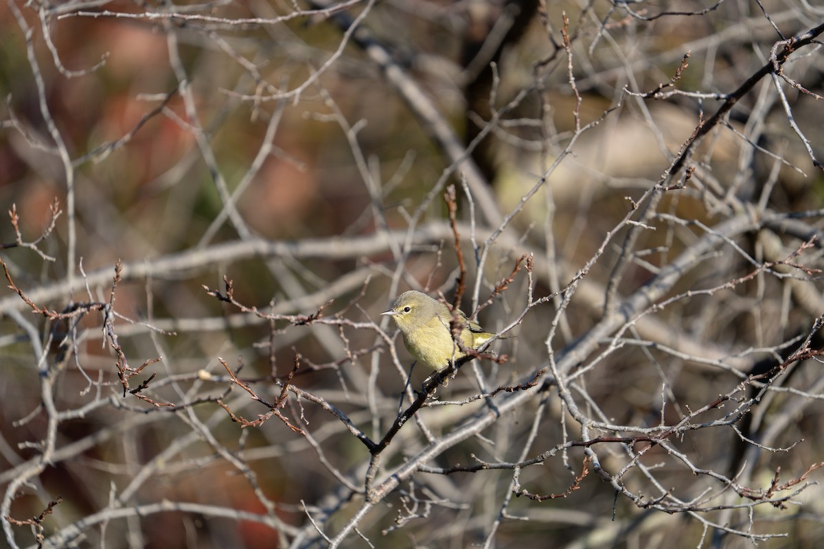 Orange-crowned Warbler - ML642484575