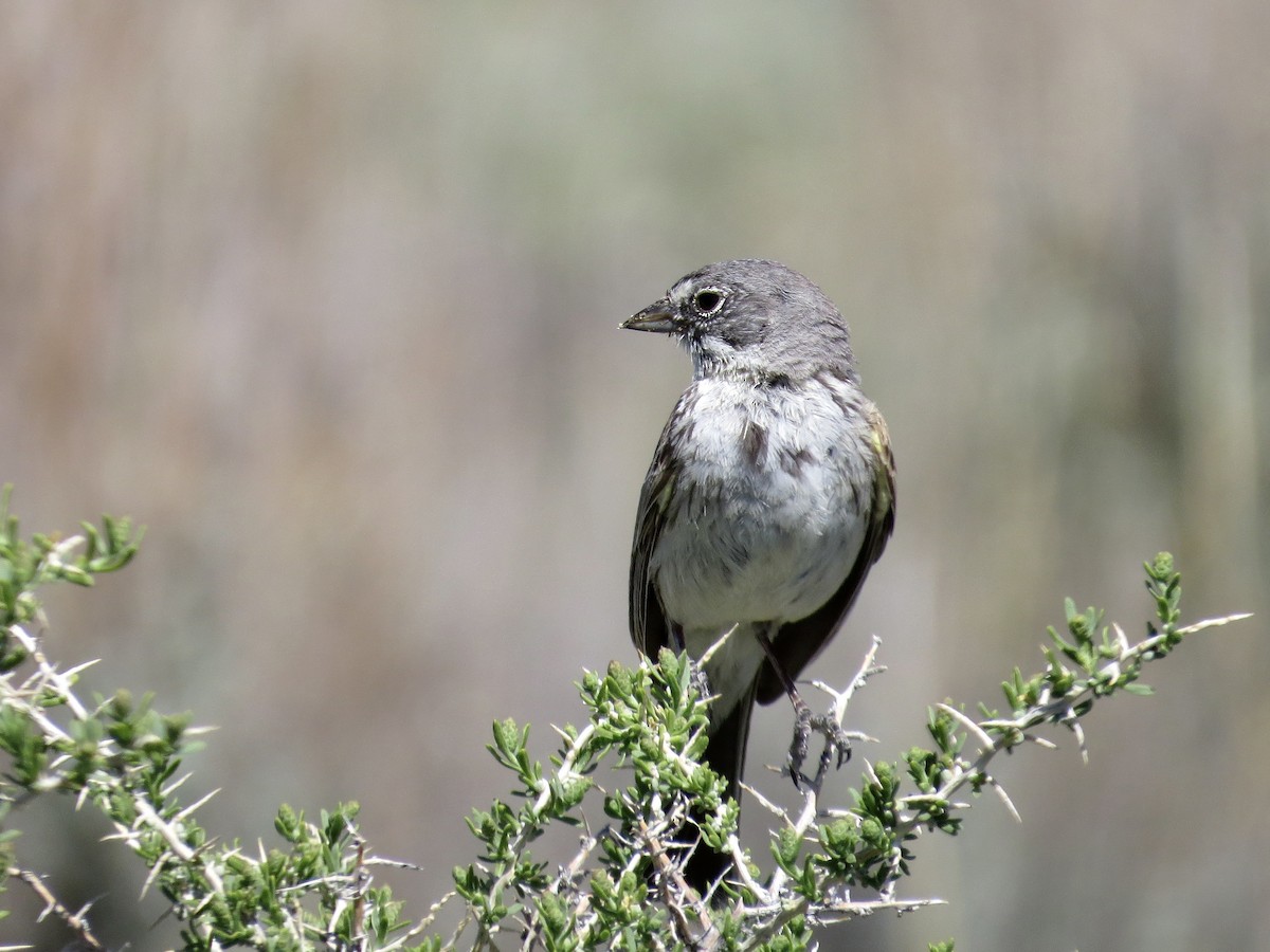 Sagebrush Sparrow - ML642484576