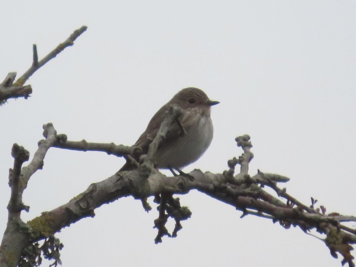 斑鶲 - ML642484580