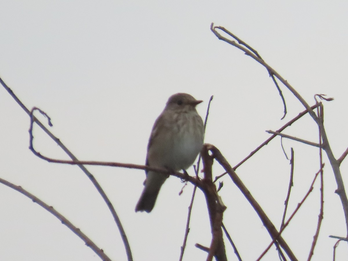 斑鶲 - ML642484581