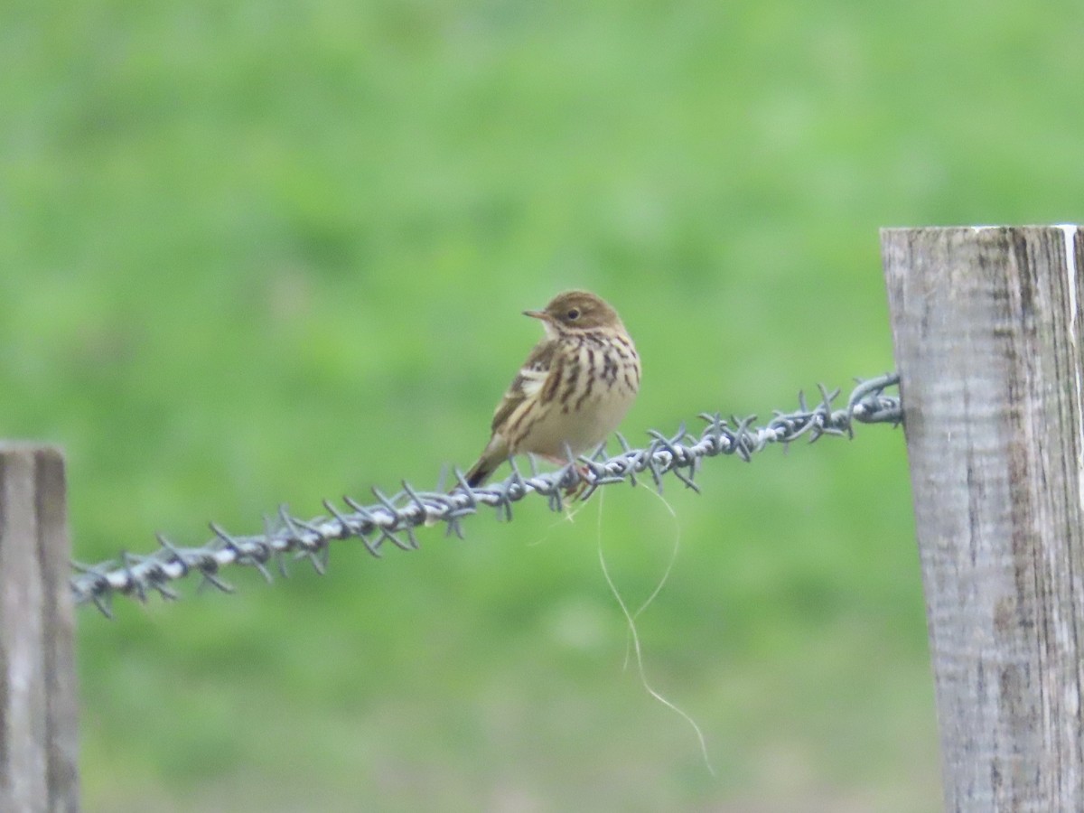 草地鷚 - ML642484588