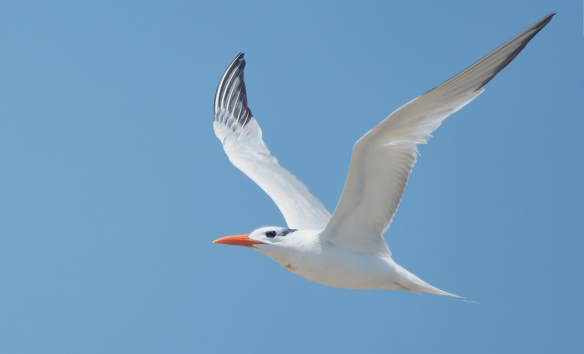 Royal Tern - ML642484632