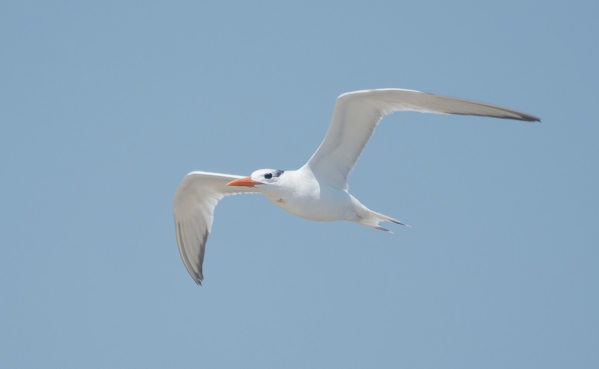 Royal Tern - ML642484633