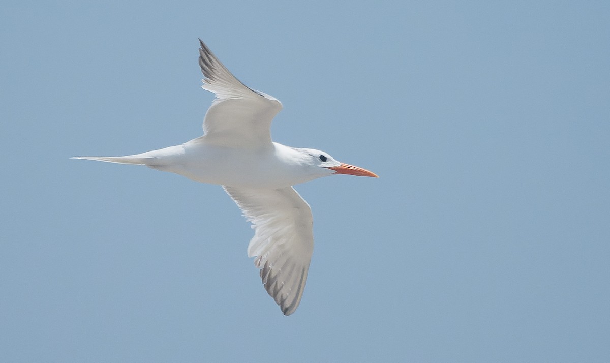 Royal Tern - ML642484634