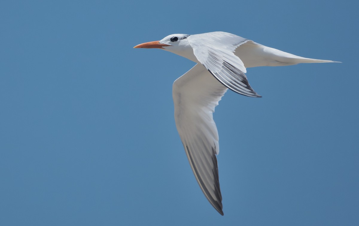 Royal Tern - ML642484635
