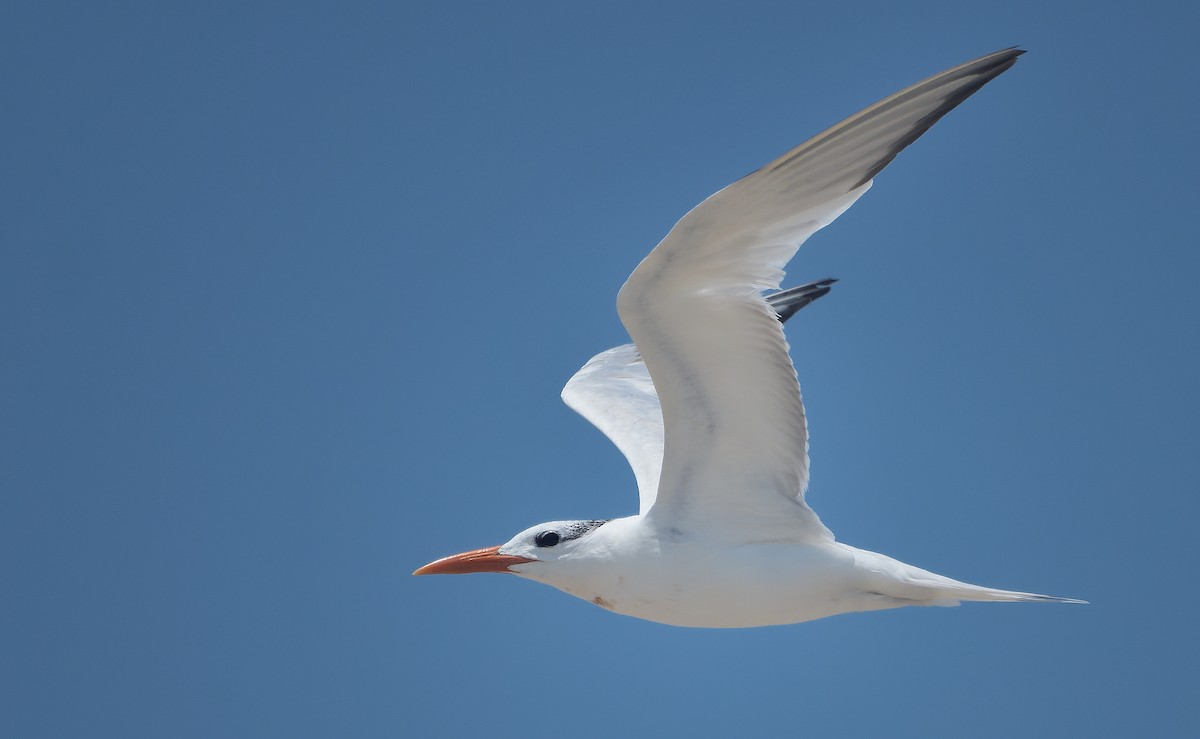 Royal Tern - ML642484636