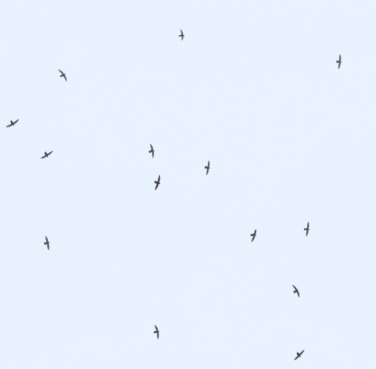 クビワアマツバメ - ML642484659