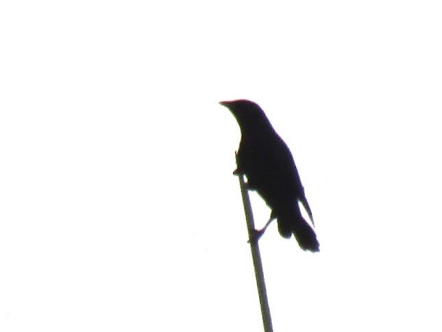 Cuban Blackbird - ML642484690