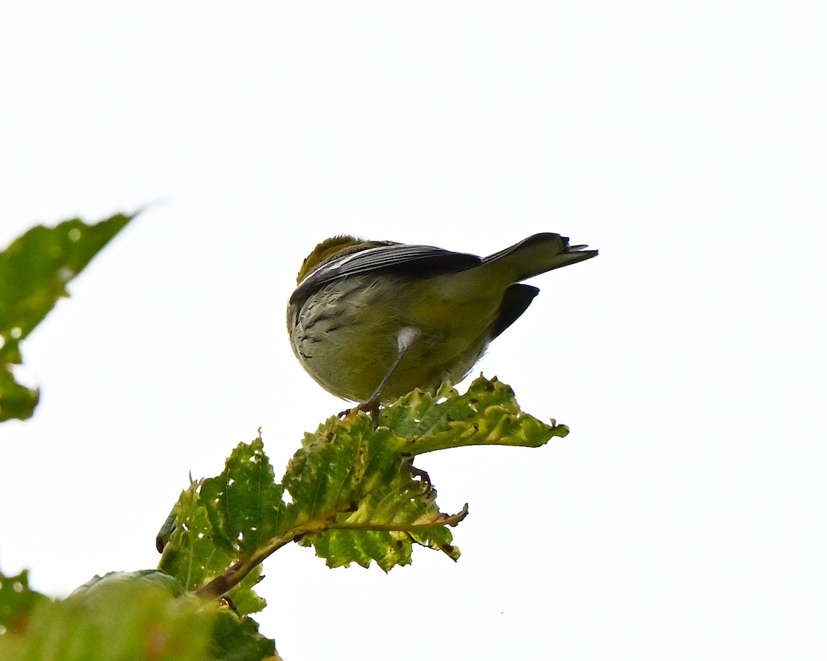 grønnparula - ML642484729