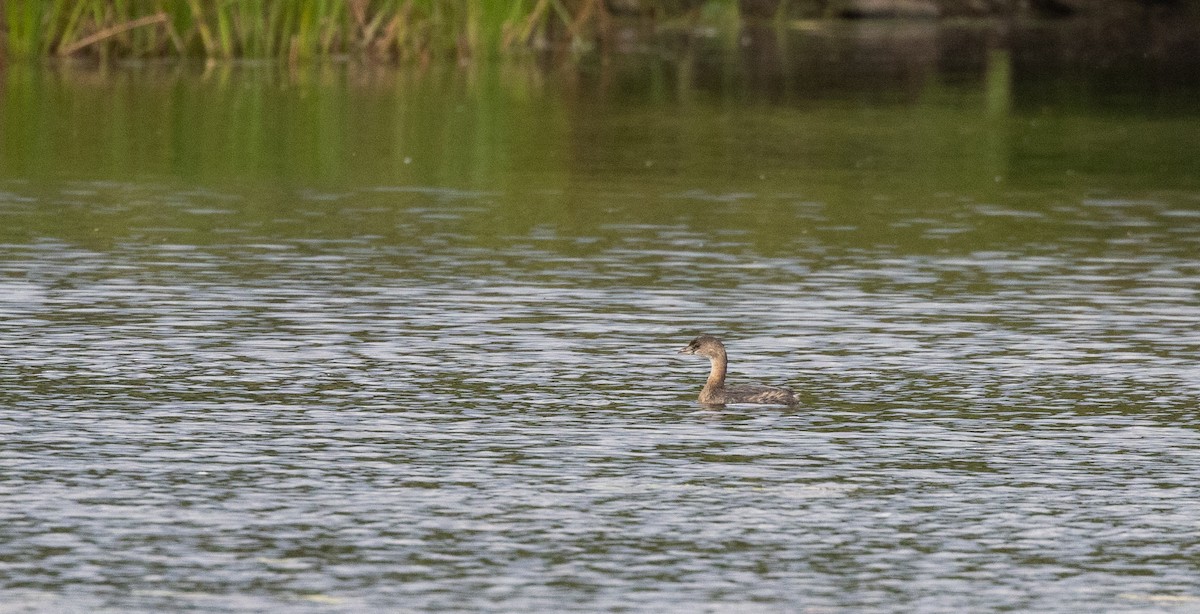 Pied-billed Grebe - ML642484749