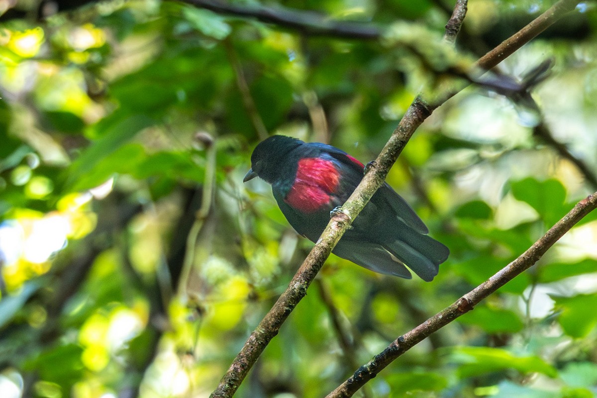 Black-and-crimson Oriole - ML642484752