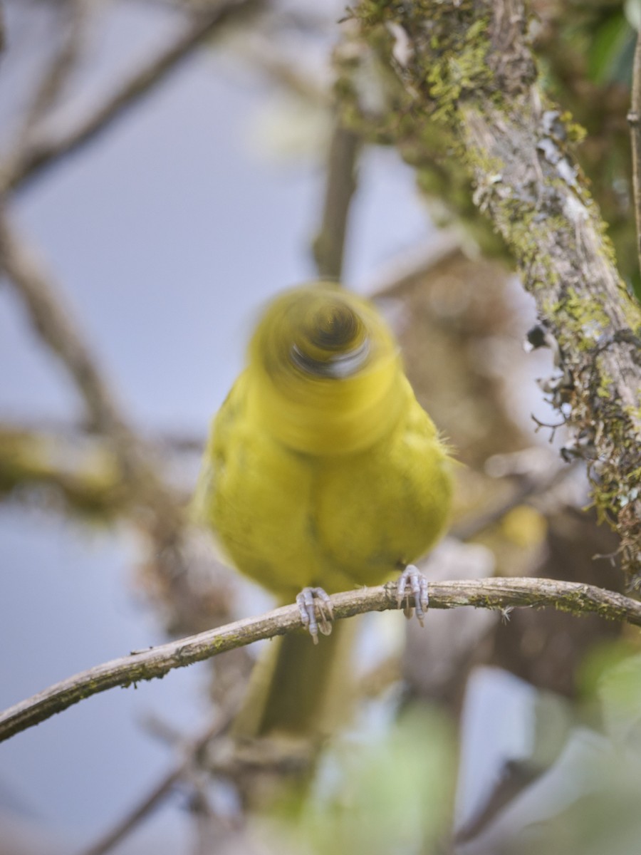 Parodi's Hemispingus - ML642484816