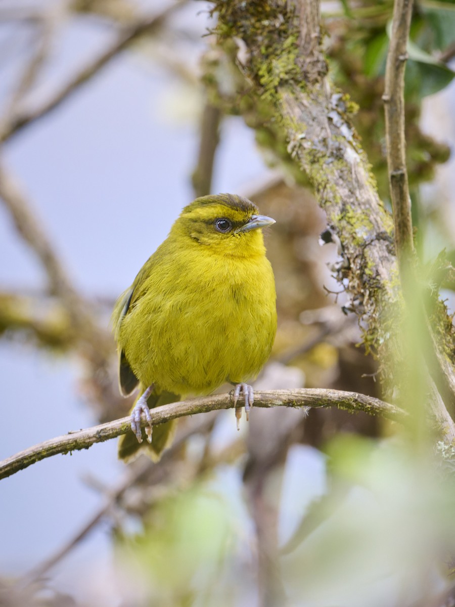 Parodi's Hemispingus - ML642484817