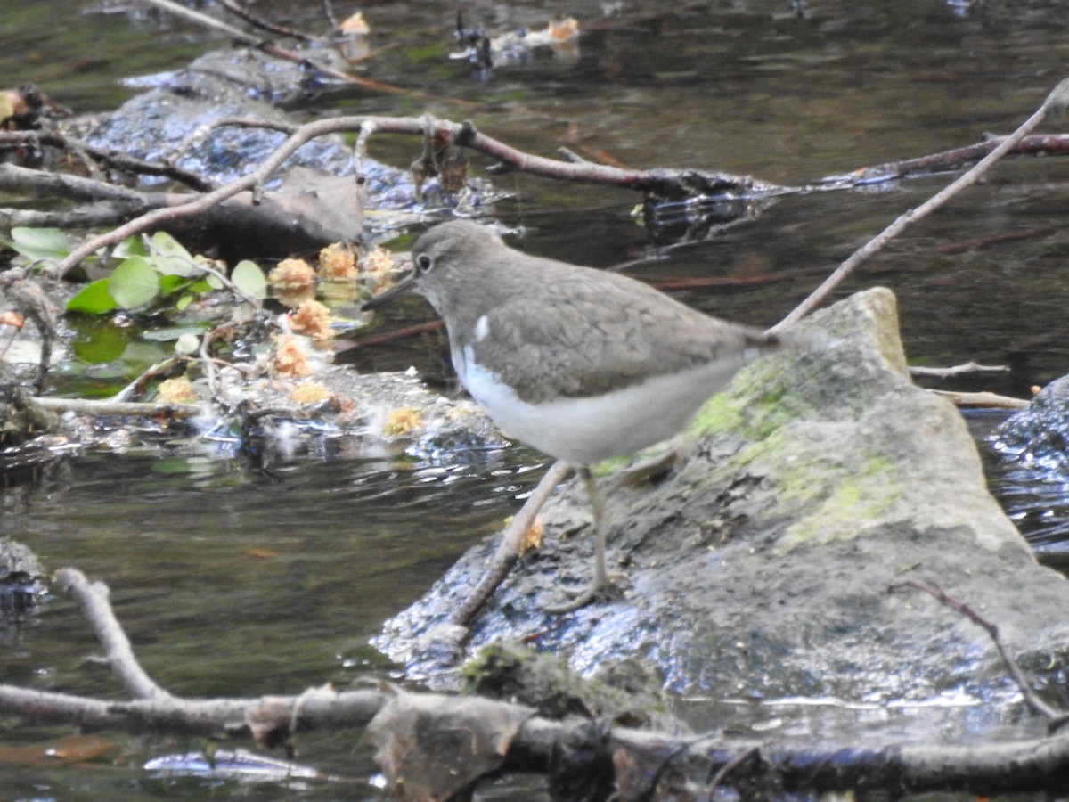 Common Sandpiper - ML642484842
