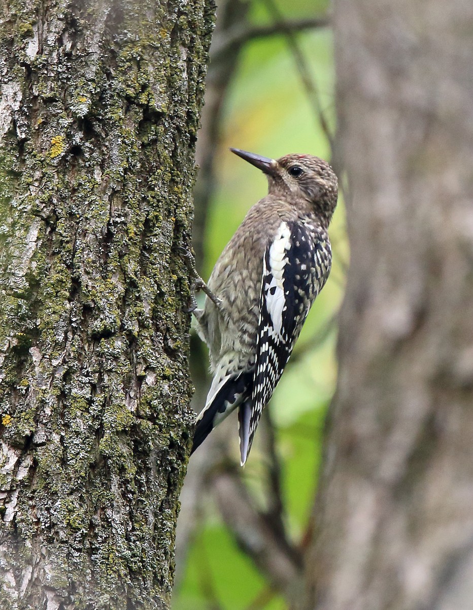 Yellow-bellied Sapsucker - ML642484867