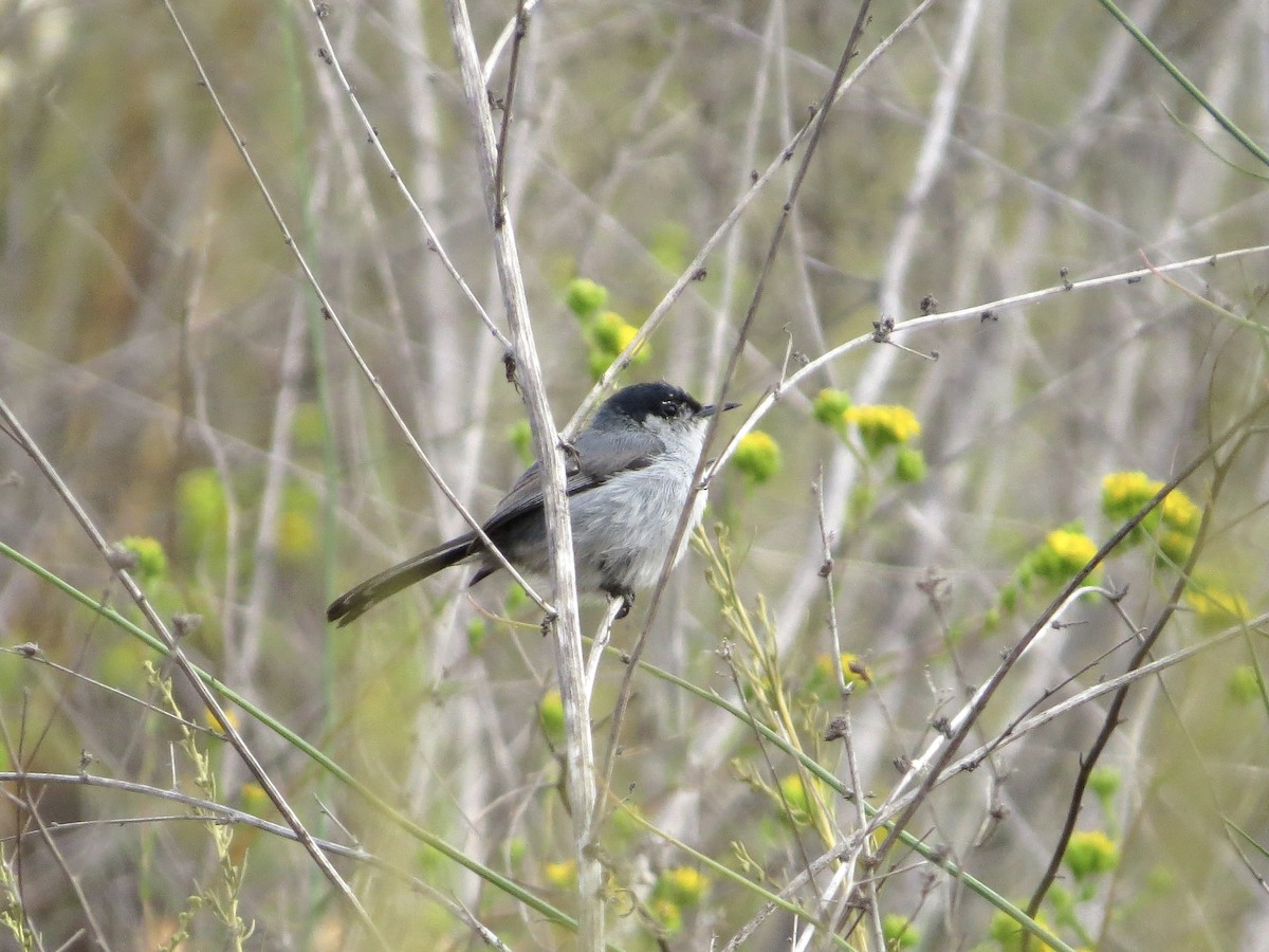 California Gnatcatcher - ML642484878