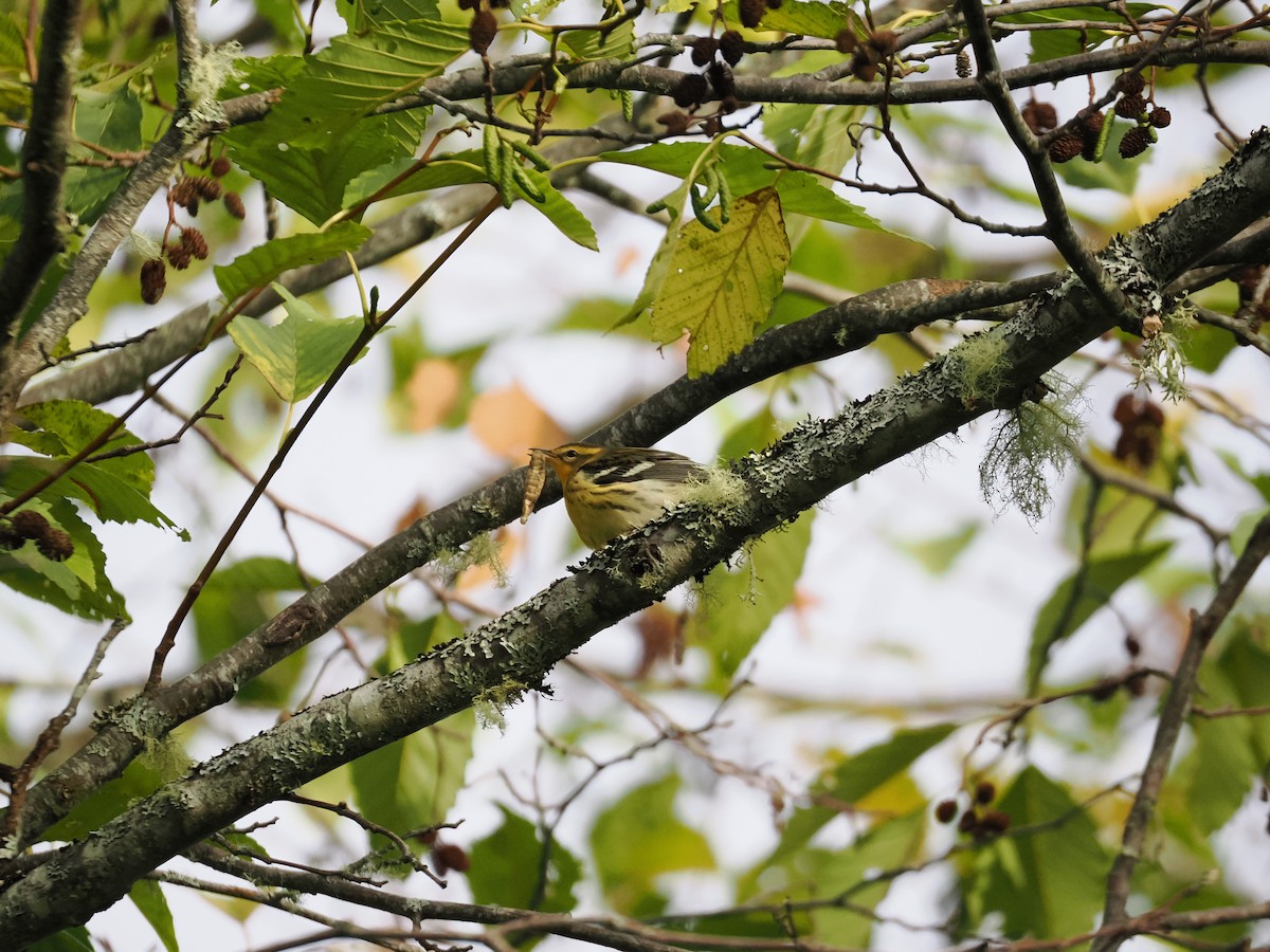 Blackburnian Warbler - ML642484894