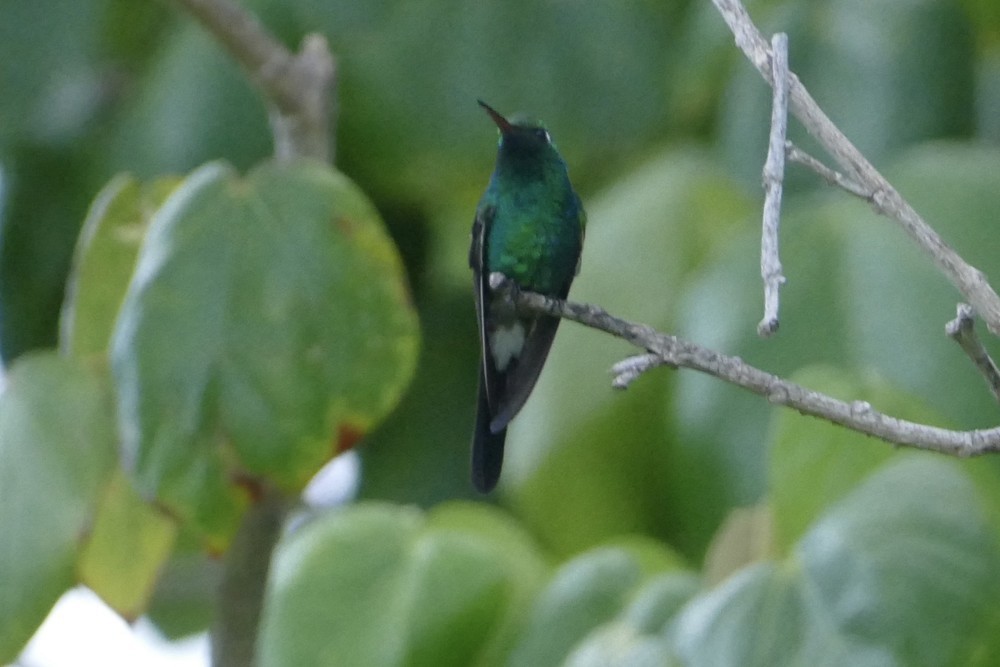 Cuban Emerald - ML642484903