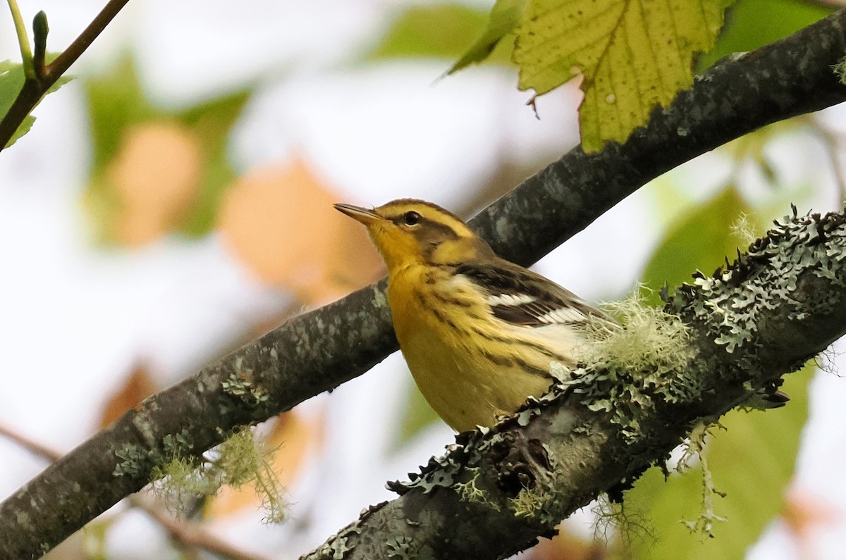 Blackburnian Warbler - ML642484904