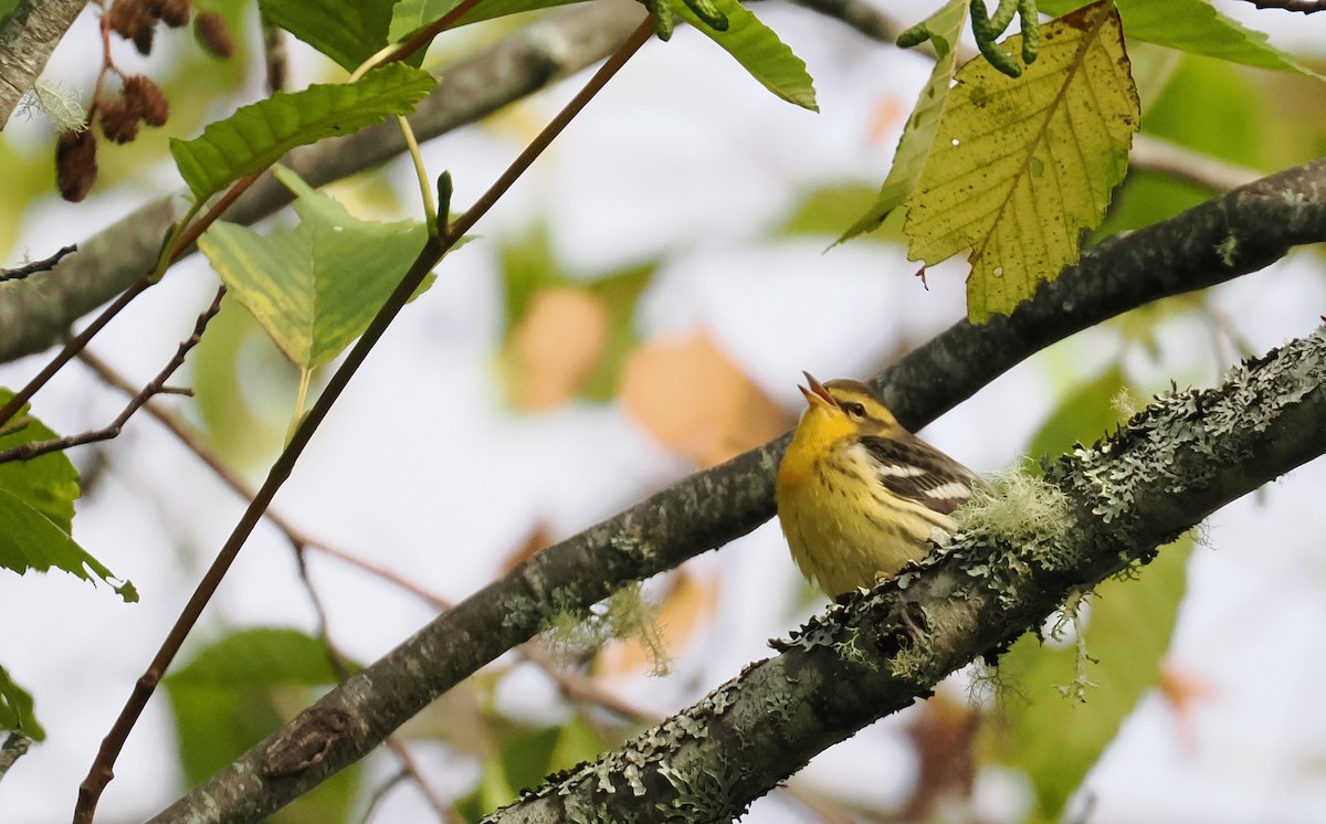 Blackburnian Warbler - ML642484936