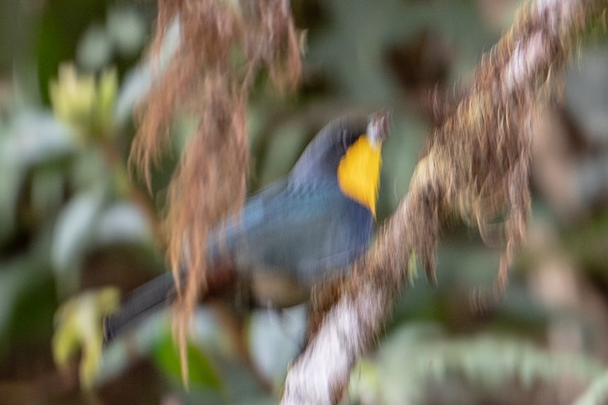 Tangara Capiazul - ML642484945