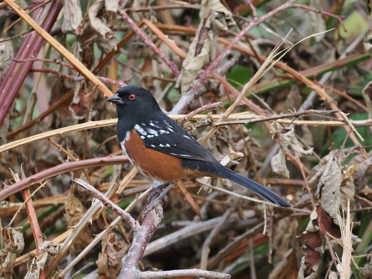 Spotted Towhee - ML642484951