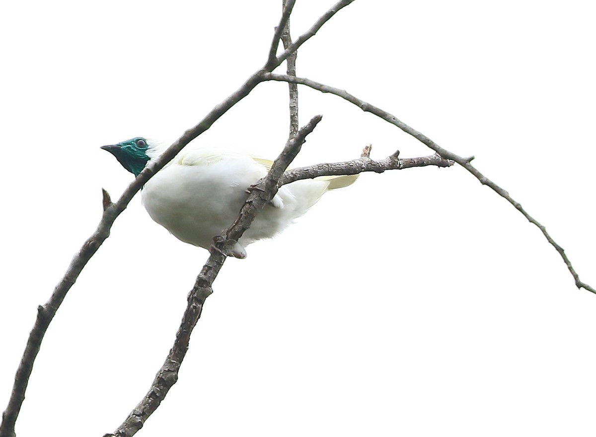Bare-throated Bellbird - ML642484958