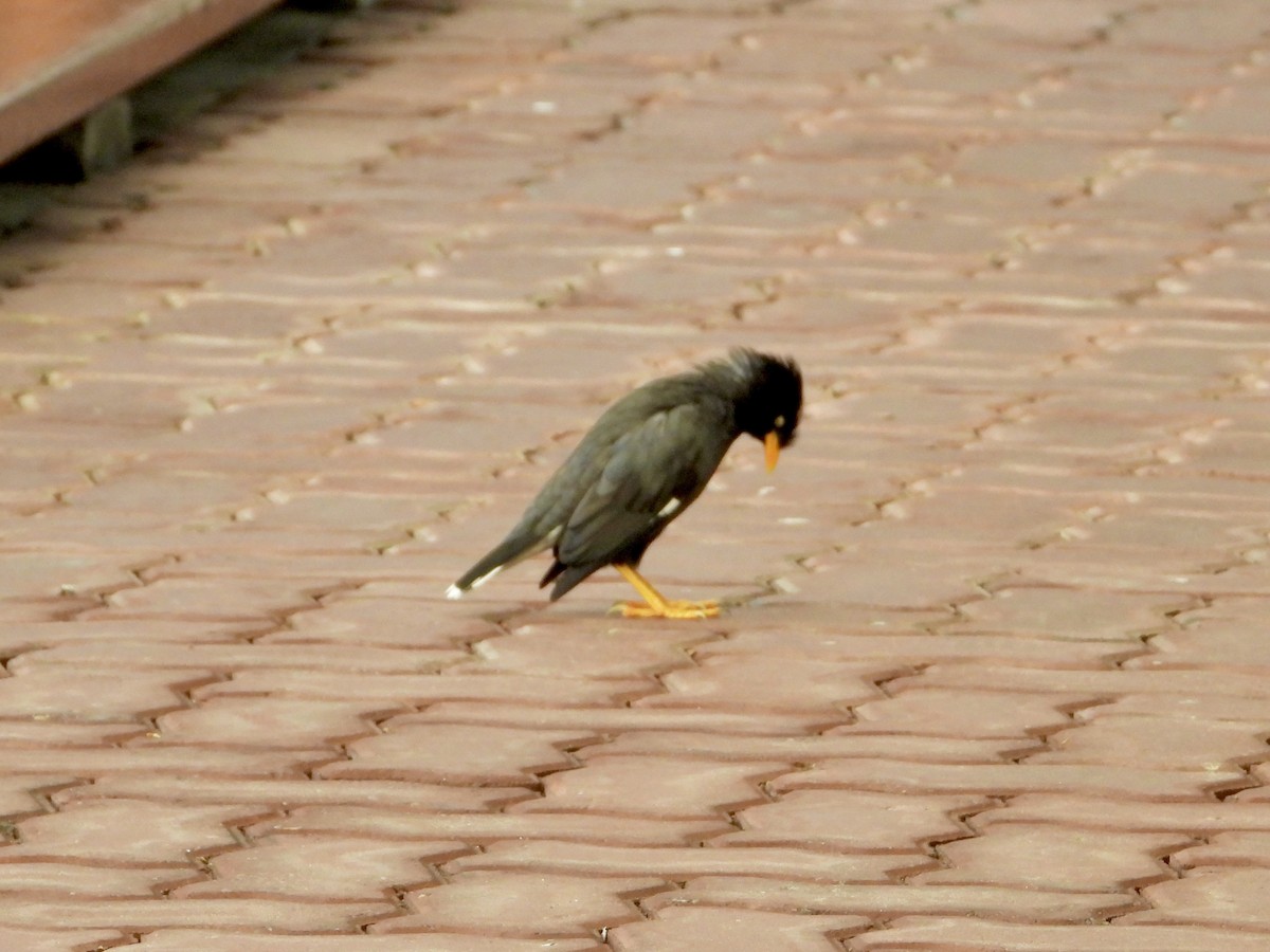 Javan Myna - ML642484960