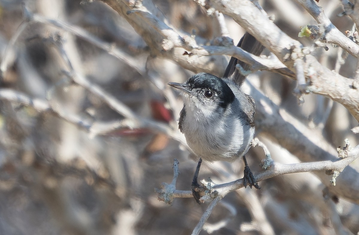 California Gnatcatcher - ML642484987