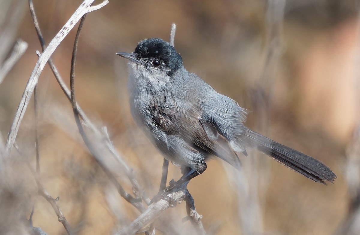 California Gnatcatcher - ML642484989