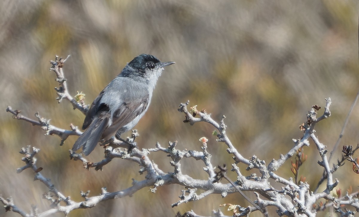 California Gnatcatcher - ML642484990