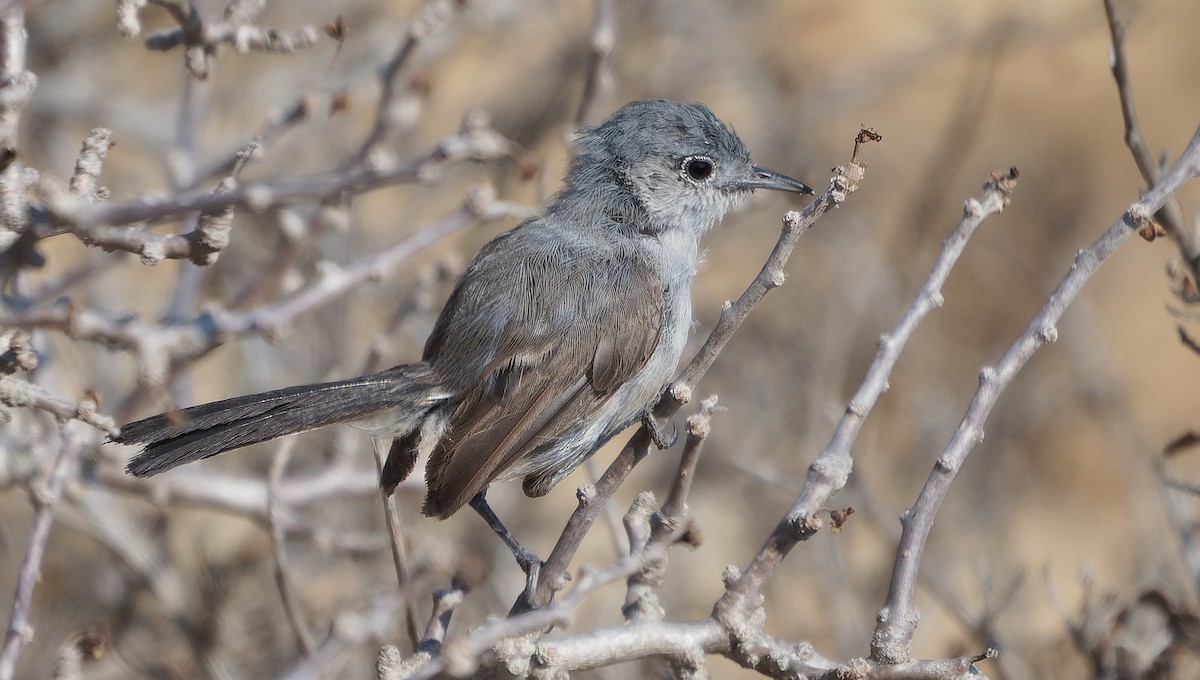 California Gnatcatcher - ML642484991
