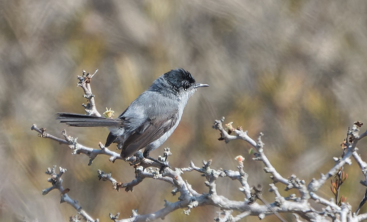 California Gnatcatcher - ML642484992