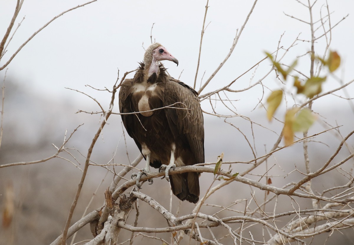 Hooded Vulture - ML642485012
