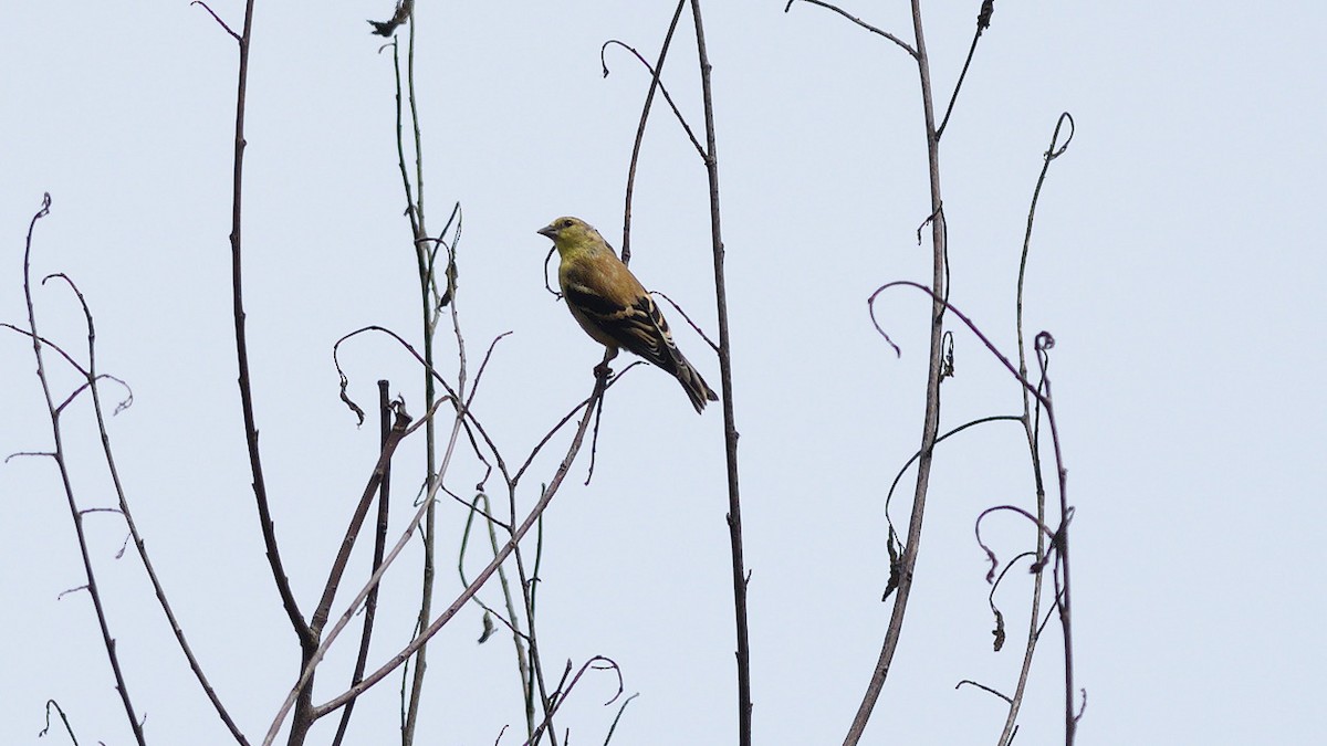 American Goldfinch - ML642485016
