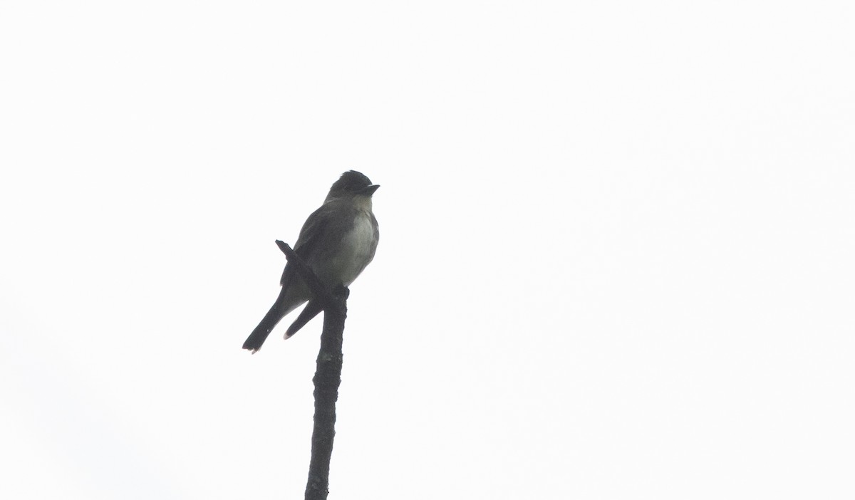 Olive-sided Flycatcher - ML642485040